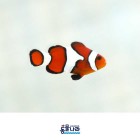 ǰ 