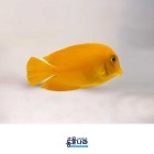 ǰ 