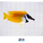 ǰ 